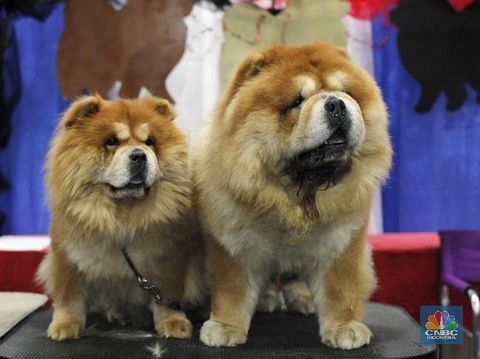 Chow chow