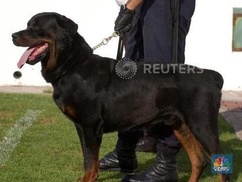 Rottweiler