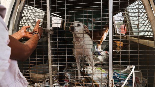 Daftar Negara Paling Banyak Konsumsi Daging Anjing, Ada Indonesia