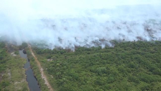 10 Negara yang Paling Banyak Kehilangan Hutan Tropis, RI Juara 2