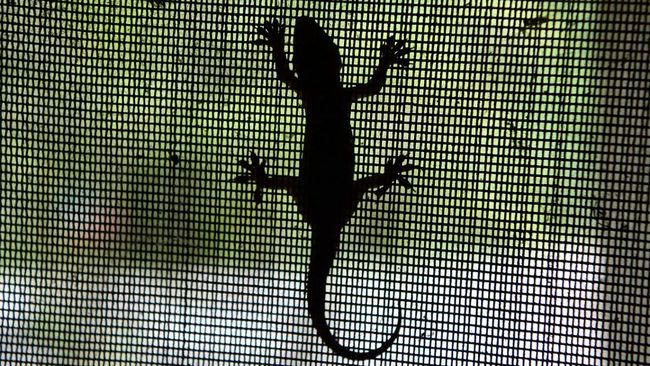 6 Cara Efektif Mengusir Cicak dari Rumah