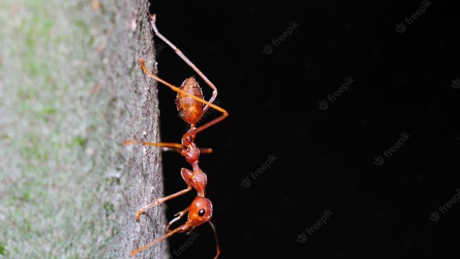 Peneliti Ungkap Semut Bisa Deteksi Kanker dari Air Kencing