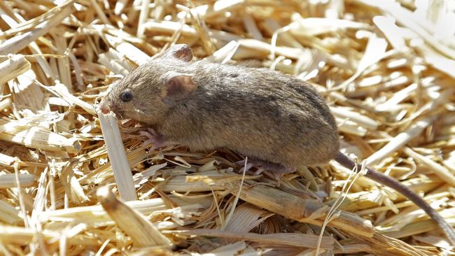 Cara Usir Tikus di Dalam Rumah, Pakai 15 Bahan Alami Ini
