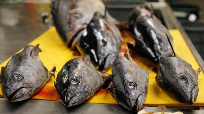 10 Ikan Ini Mengandung Merkuri Tinggi, Wajib Tahu Sebelum Beli