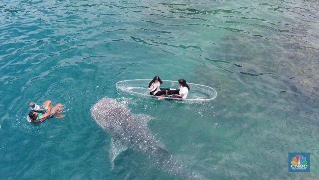 Mengintip Serunya Berenang Bersama Hiu Paus Sherly di Gorontalo
