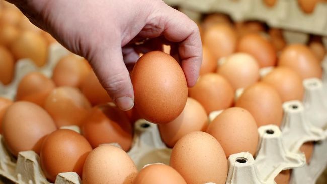 Infeksi Salmonella Serang Amerika, Telur Ayam Diduga Penyebabnya