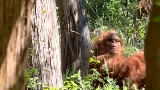 Viral Wujud Bigfoot Tertangkap Kamera Bikin Heboh, Ini Kata Pakar