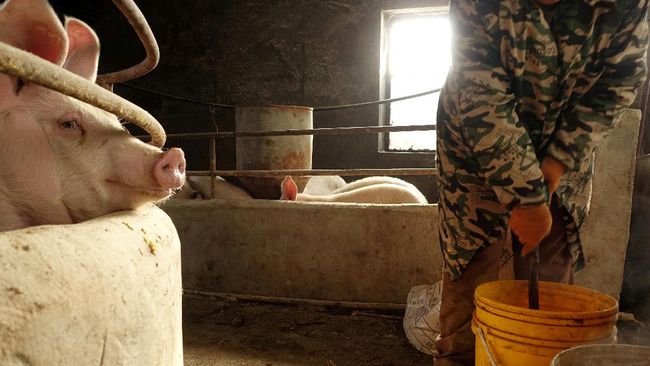 Pendonor Organ Manusia Makin Langka, Pasien Beralih ke Babi